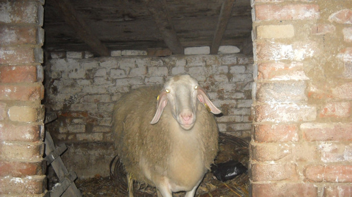 ultimA achizitie OAIE RASA ASSAF