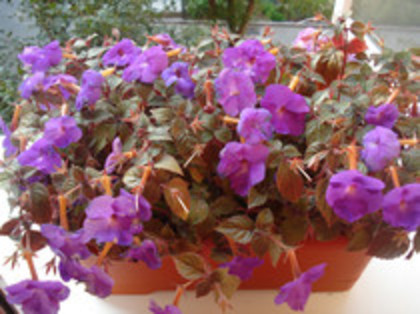  - ACHIMENES