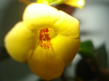  - ACHIMENES