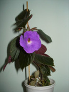 2012 - ACHIMENES