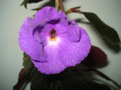 2012 - ACHIMENES