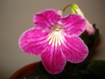 2010 - STREPTOCARPUS 2009-2010