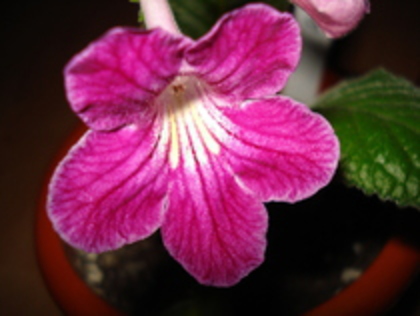 2010 - STREPTOCARPUS 2009-2010