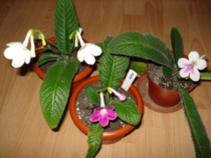 2010 - STREPTOCARPUS 2009-2010