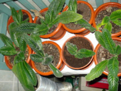 2010 - STREPTOCARPUS 2009-2010