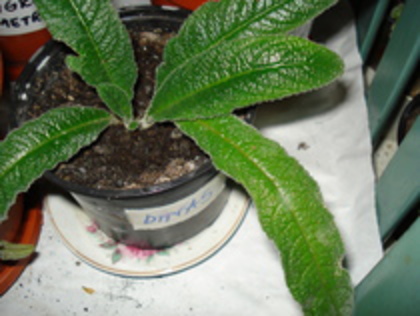 2010 - STREPTOCARPUS 2009-2010