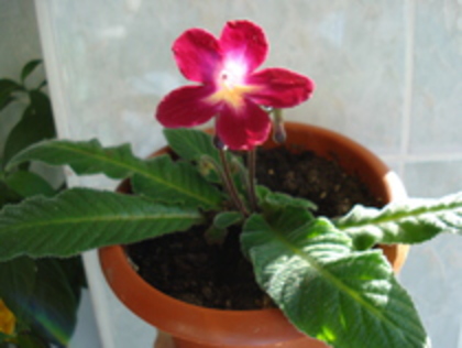 2010 - STREPTOCARPUS 2009-2010