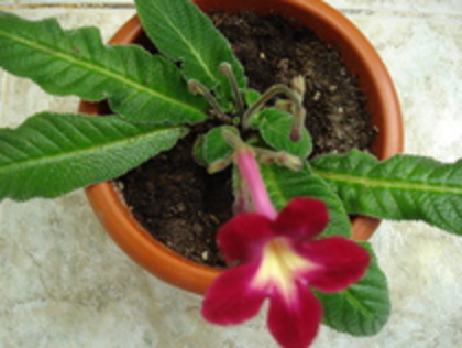 2010 - STREPTOCARPUS 2009-2010