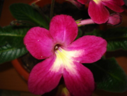 2010 - STREPTOCARPUS 2009-2010