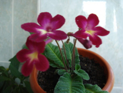 2010 - STREPTOCARPUS 2009-2010