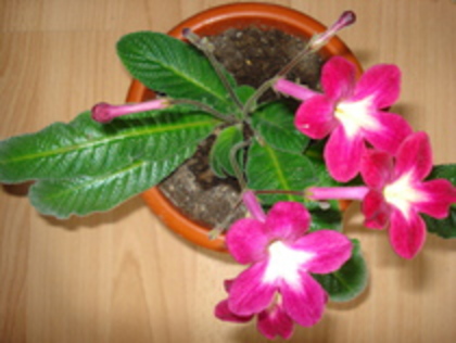 2010 - STREPTOCARPUS 2009-2010