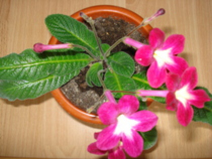 2010 - STREPTOCARPUS 2009-2010