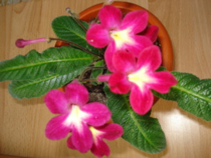 2010 - STREPTOCARPUS 2009-2010