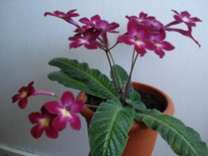 2010 - STREPTOCARPUS 2009-2010