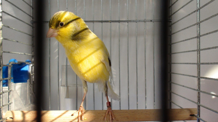 mascul orpheus - slavujar nr.78 DSC02171