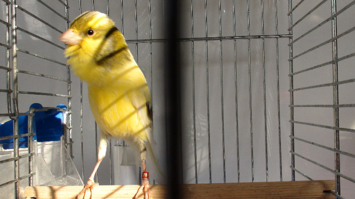 mascul orpheus - slavujar nr.78 DSC02172