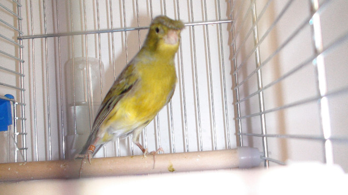 mascul orpheus inel bulgaria nr 19 DSC02113