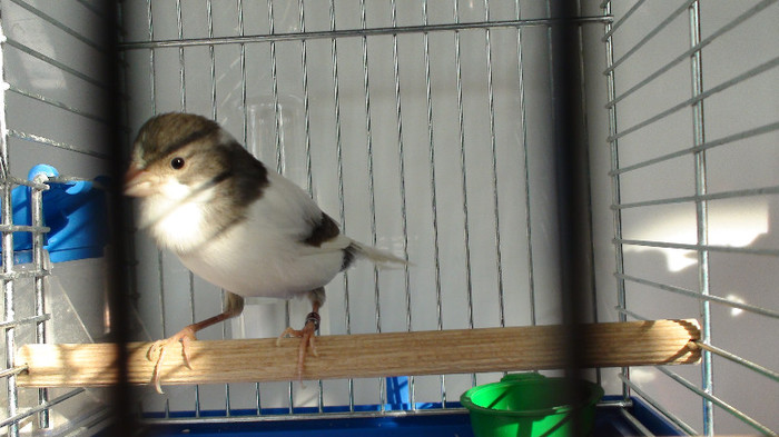 mascul slavujar nr 91  DSC02155