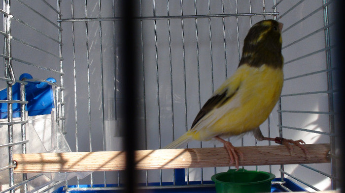 mascul orpheus - slavujar nr 76  DSC02150