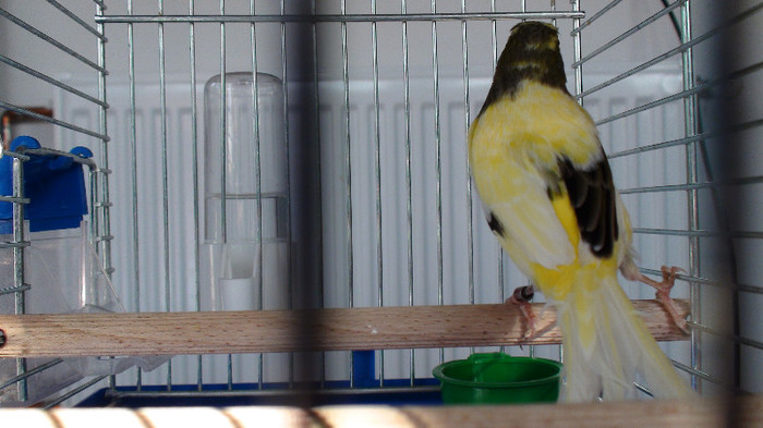 mascul orpheus - slavujar nr.76  DSC02145