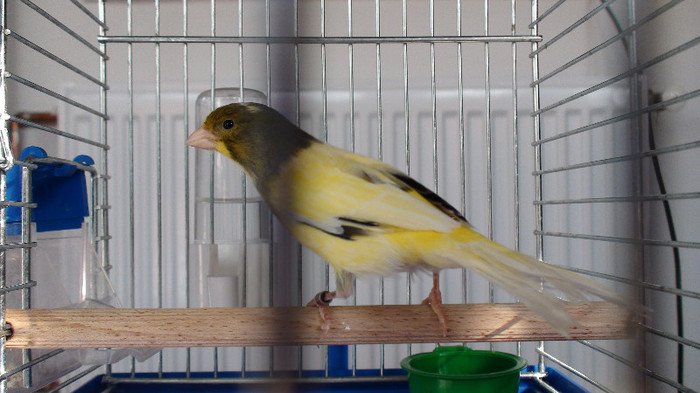 mascul orpheus - slavujar nr.76 DSC02146