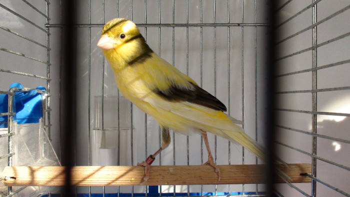 mascul orpheus - slavujar nr.78 DSC02167