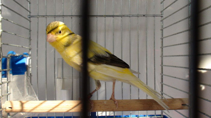 mascul orpheus - slavujar nr.78 DSC02168