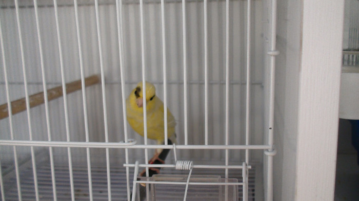 femela slavujar nr 24  DSC02074