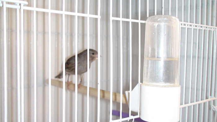 femela slavujar nr 66 DSC02134