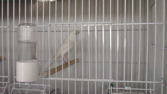 femela slavujar nr 88  DSC02069