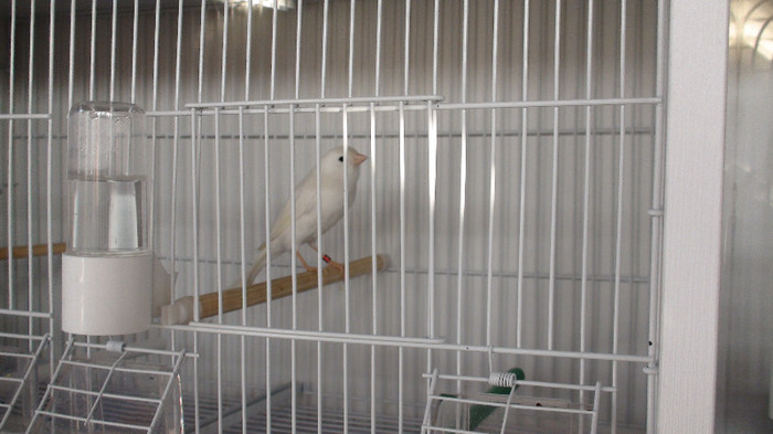 femela slavujar nr 88 DSC02071