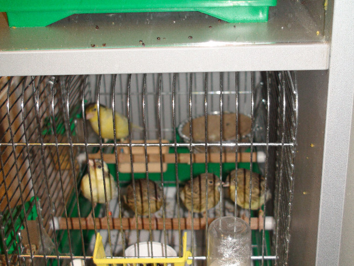 mama si pui slavujar DSC01883