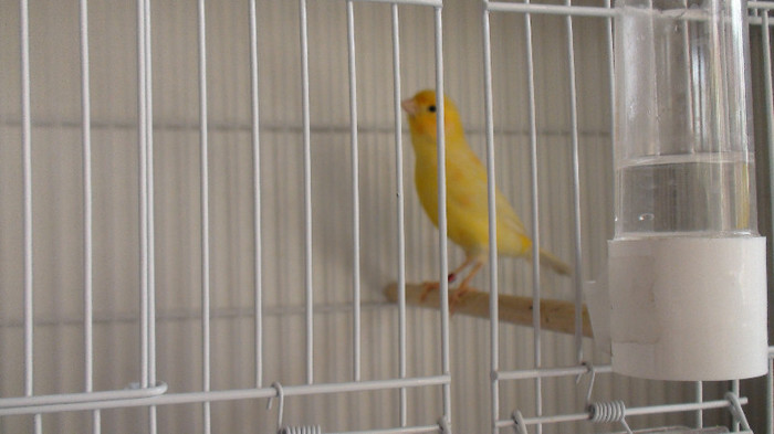 femela orpheus - malinois nr .5 DSC02122