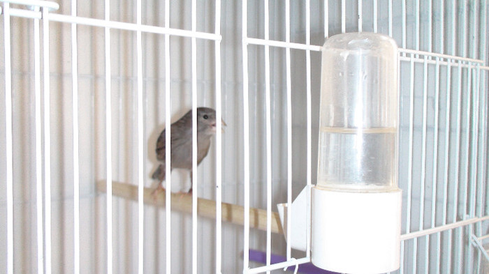 femela slavujar nr . 66  DSC02133