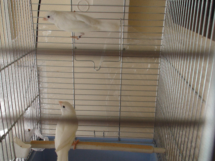 canari pui malinois cu  roller  DSC01794