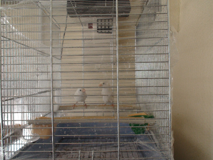 canari pui malinois cu  roller DSC01792