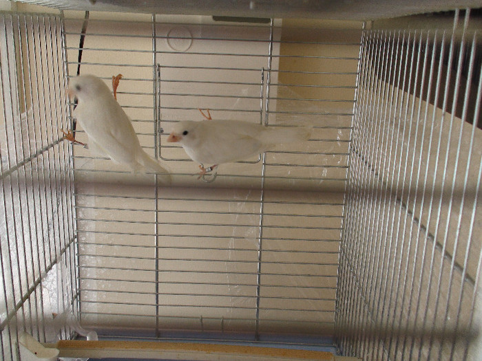 canari pui malinois cu  roller DSC01796