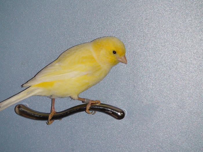 canarul malinois CAROL 1