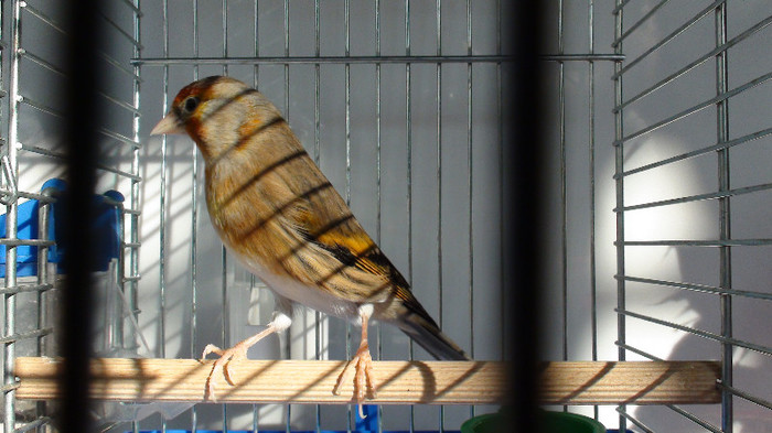 bastard de sticlete DSC02198