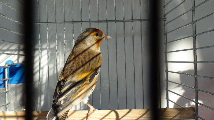 bastard de sticlete DSC02203