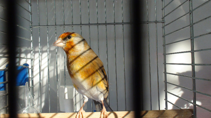 bastard de sticlete DSC02204