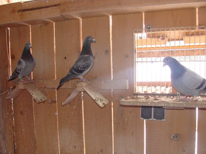 DSC05299 - ianuarie 2013 porumbei animale si familie