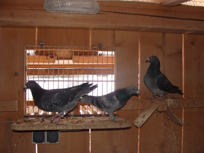DSC05301 - ianuarie 2013 porumbei animale si familie