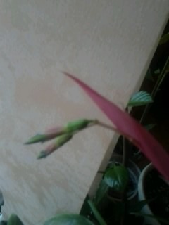 billb.nutans - Billbergia si bromelia