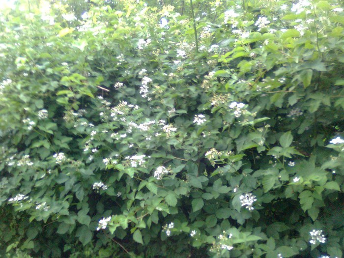 Mur fara spini inflorit