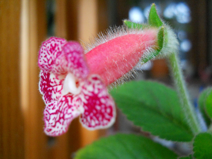 DSCN2732 - KOHLERIA 2013_flori  in iarna-vara