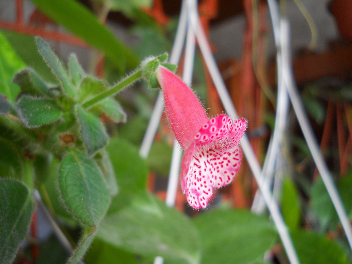 DSCN2788 - KOHLERIA 2013_flori  in iarna-vara