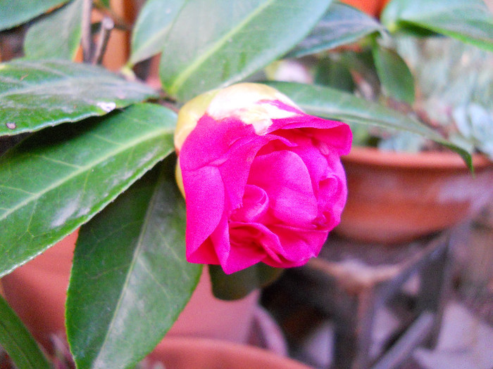 camelia  debbie - Flori gradina2013 si alte flori