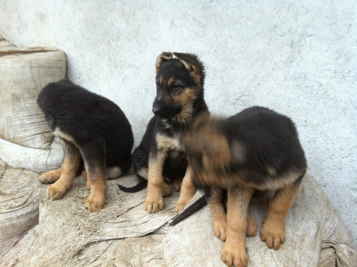 puii lui Jessy 058 - PRIMII PUI AI LUI JESSY CU FIDO