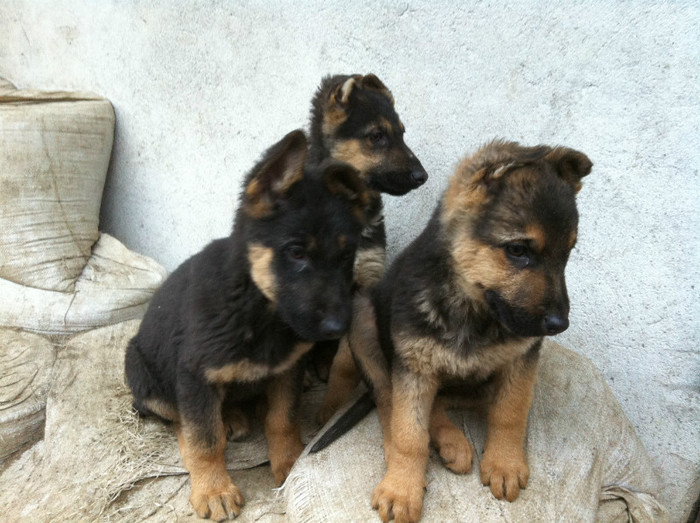 puii lui Jessy 059 - PRIMII PUI AI LUI JESSY CU FIDO